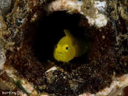 Yellow goby home alone by Hon Ping 